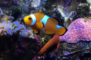 Ocellaris Clownfish (Orange)