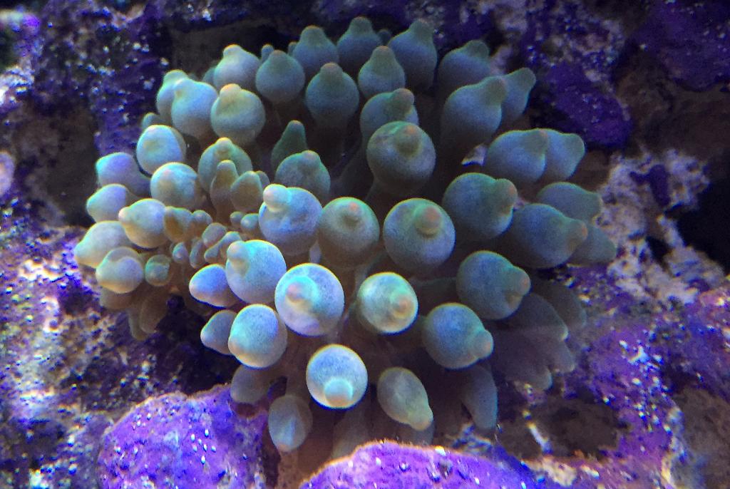 Bubble Tip Anenome