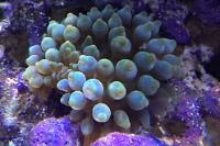 Bubble Tip Anenome Thumbnail