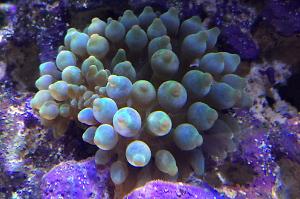 Bubble Tip Anenome Thumbnail