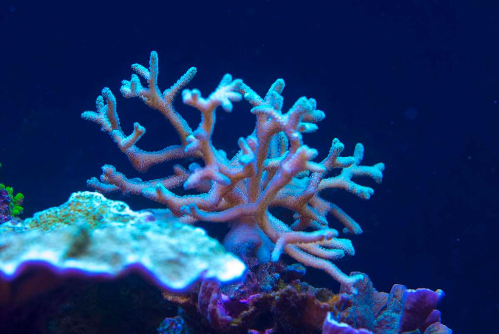 Green Birdsnest Coral