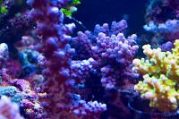 Acropora Coral Thumbnail