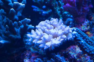 pearl acropora