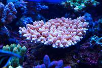 Pink Plating Acropora Coral Thumbnail