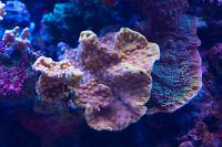 yellow scroll coral