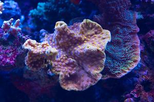 yellow scroll coral