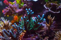 Acropora sp Thumbnail