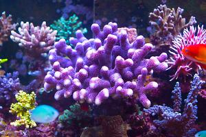 Purple Stylophora Coral