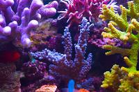 Blue Spiked Acropora Coral Thumbnail