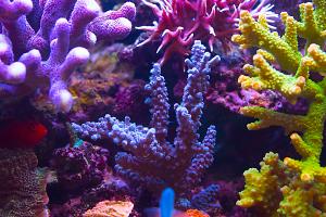 Blue Spiked Acropora Coral