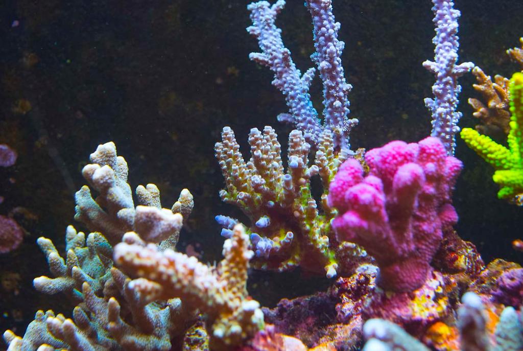 Green/blue plating Acropora Coral