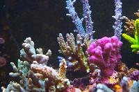 Greenblue plating Acropora Coral Thumbnail