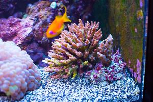 Purple Bushy Acropora Coral