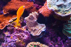 Pink/Orange Idaho Grape Montipora