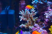 Dark Green Branching Acropora Coral Thumbnail