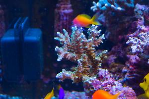 Dark Green Branching Acropora Coral