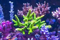 Bright Green Acropora Coral Thumbnail