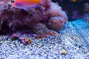 Acan Brain Coral