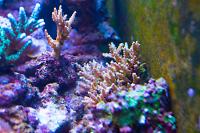 Purple plating Acropora Coral