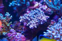 Lylac Acropora Coral Thumbnail