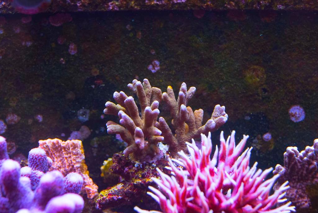 Branched Montipora Coral