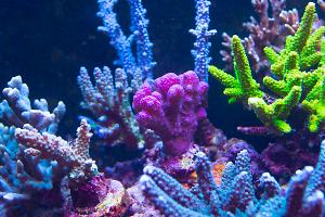 Pink Pocillopora