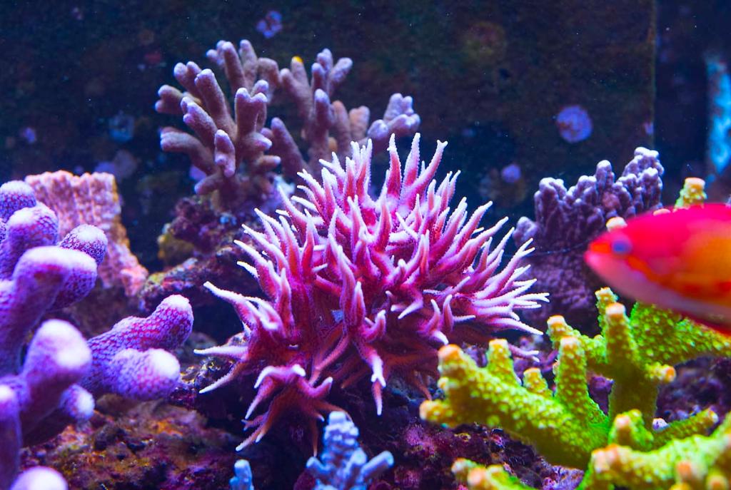 Birdsnest Coral