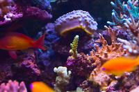 Pin Yellow Scroll Coral Thumbnail