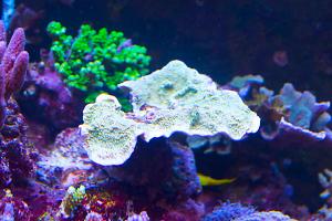 Green Leaf Plate Montipora