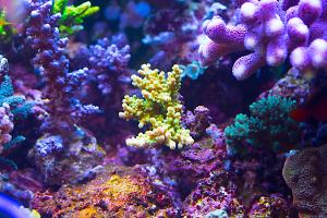 Acropora Squarrosa Thumbnail