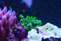 Acropora bushyensis Thumbnail