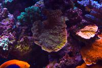 Green Idaho Grape Montipora Thumbnail