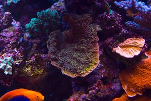 Green Idaho Grape Montipora