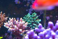 Granulosa Acropora Thumbnail