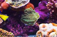 Green Idaho Grape Montipora Thumbnail