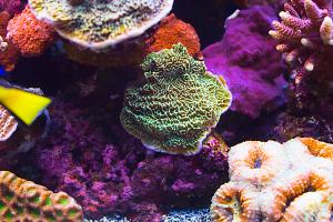 Green Idaho Grape Montipora