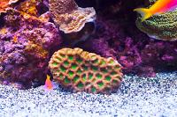 Brain Coral Favites Thumbnail