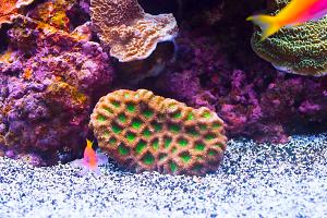 Brain Coral, Favites