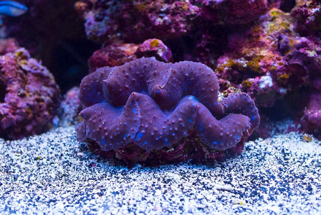 Blue Maxima Clam