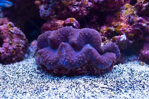 Blue Maxima Clam