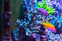 Green Branched Montipora Coral Thumbnail