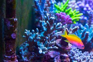 Green Branched Montipora Coral