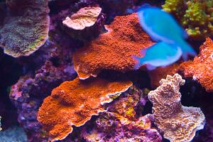 Orange Leaf Plate Montipora