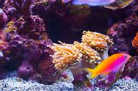 Torch Coral