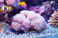 Bubble Coral Thumbnail