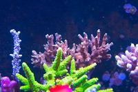 Branched Montipora Coral Thumbnail