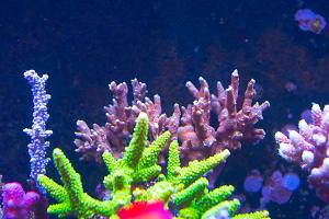 Branched Montipora Coral