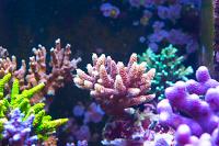 Copper Acropora millepora Thumbnail