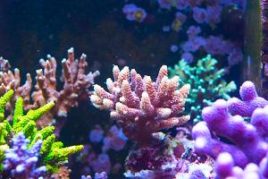 Copper Acropora millepora