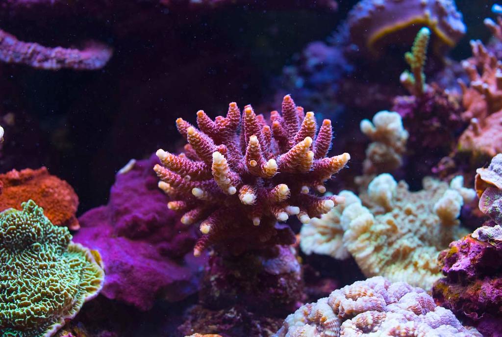 Pink Acropora millepora